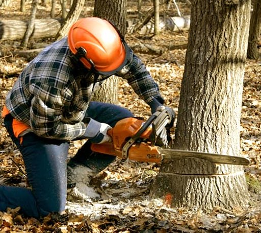Tree Removal in Dry Run, PA